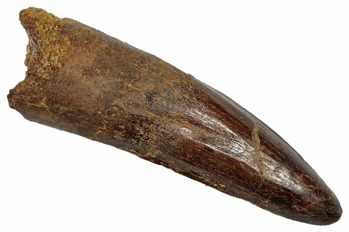 Fossil Spinosaurus Tooth - Real Dinosaur Tooth #345456